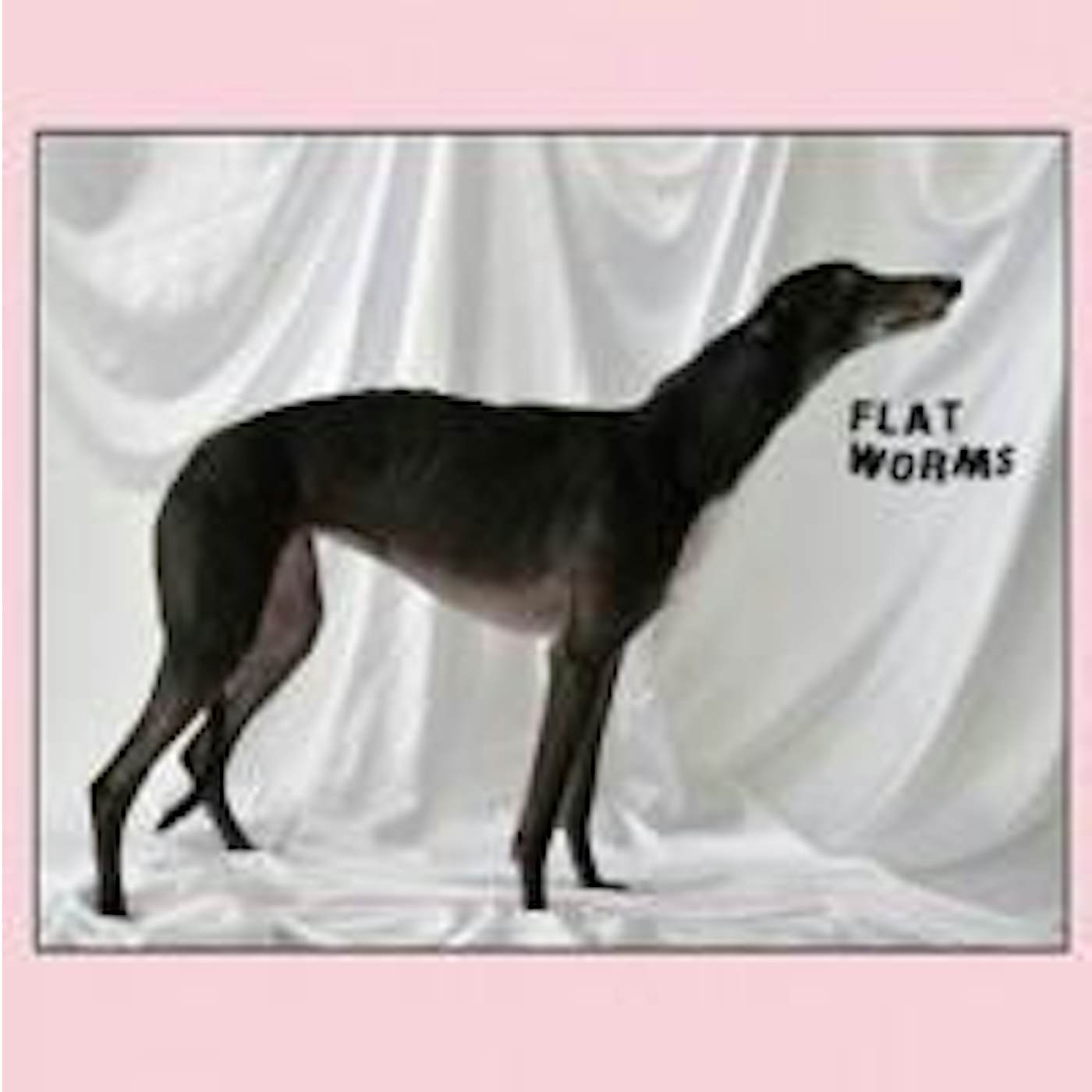 FLAT WORMS CD