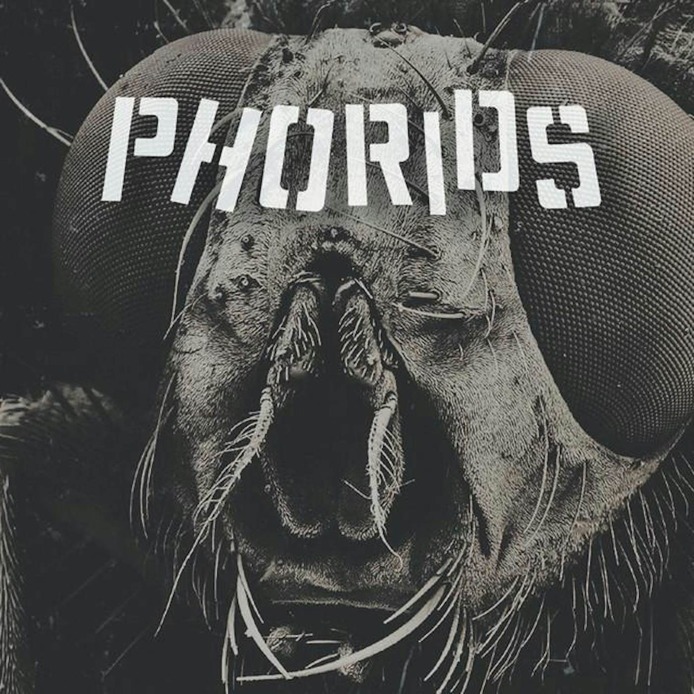Phorids