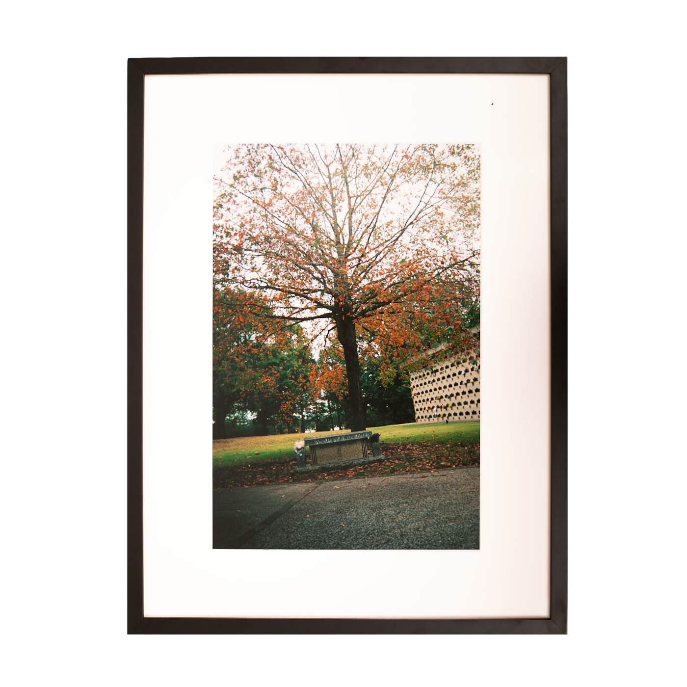 Kevin Morby | Cemetery Tree - Framed Photo