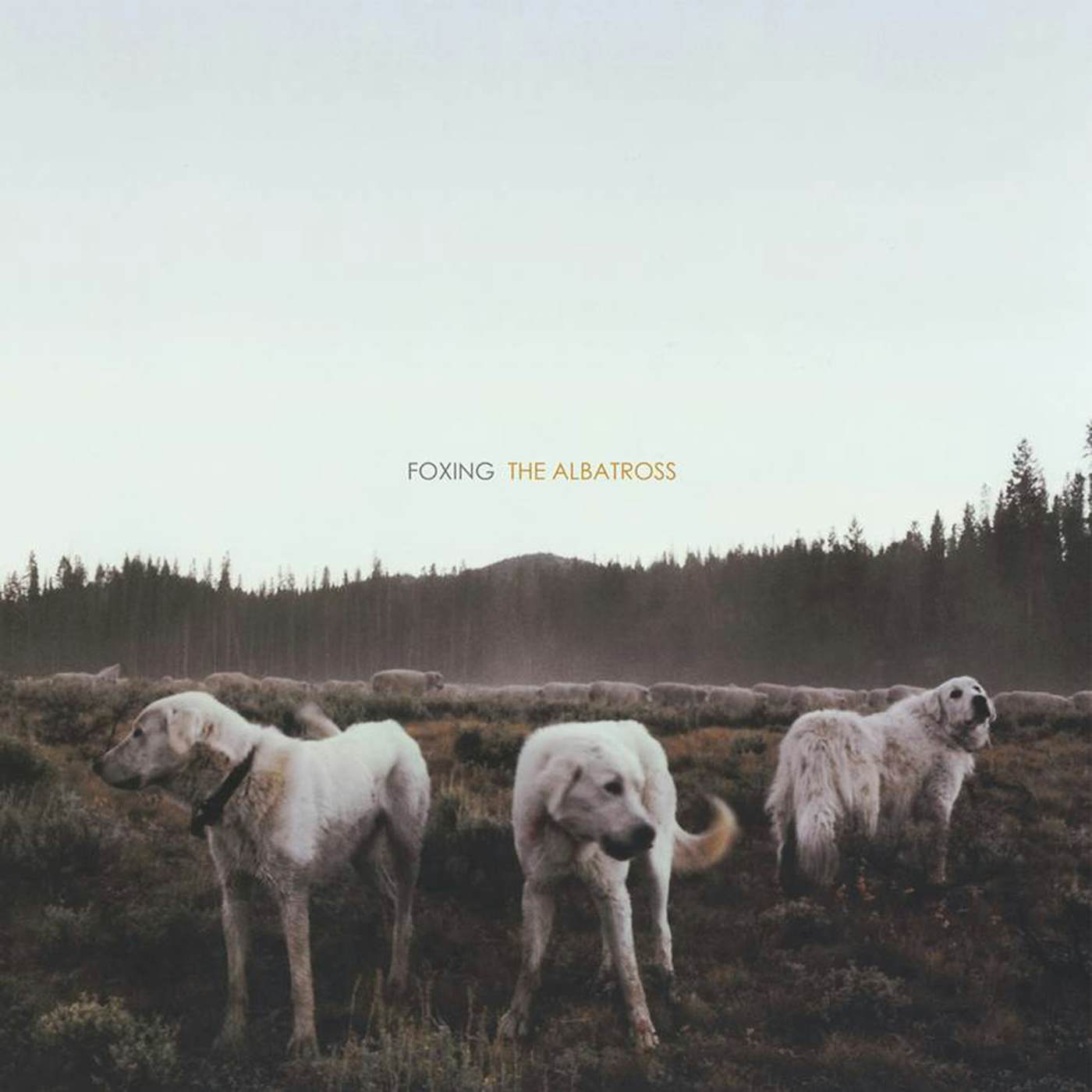 Foxing ALBATROSS (BLUE/WHITE VINYL) (DLCD)