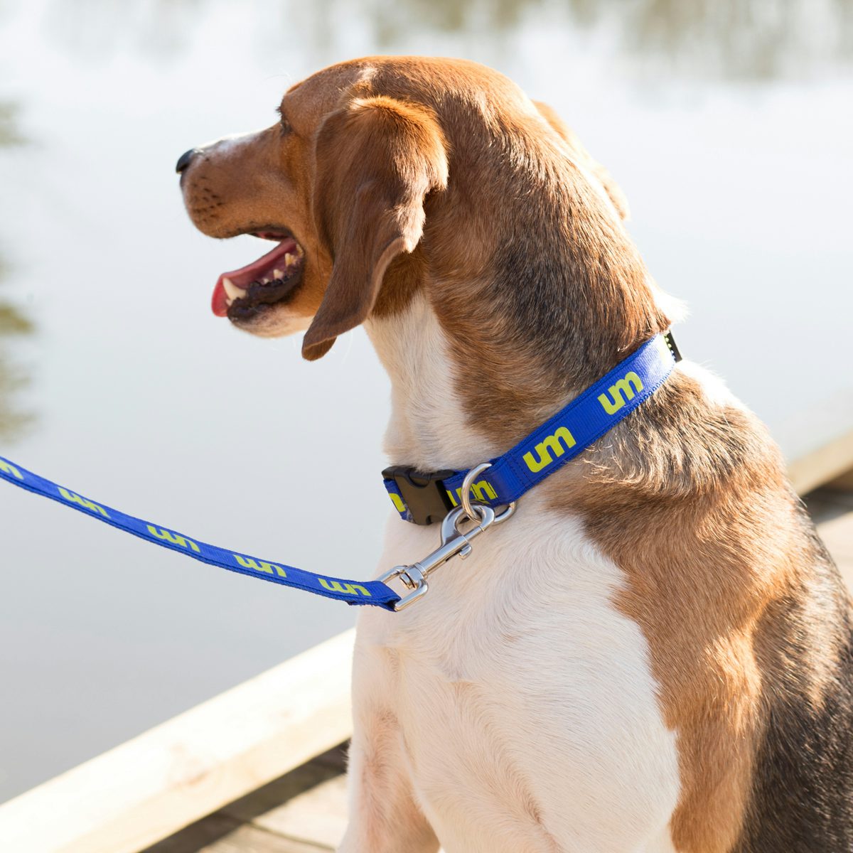 widespread panic dog collar