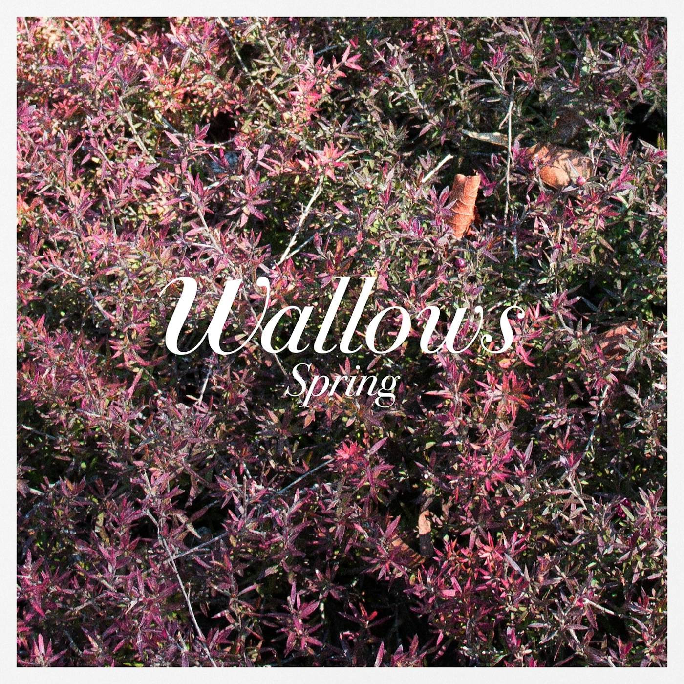 Wallows ‘spring’ EP (Digital Album)