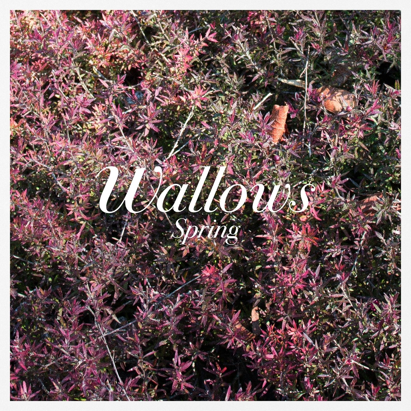 These days песня. Wallows обложка. Wallows Spring. Обложка Ep альбома. Wallows album Cover.